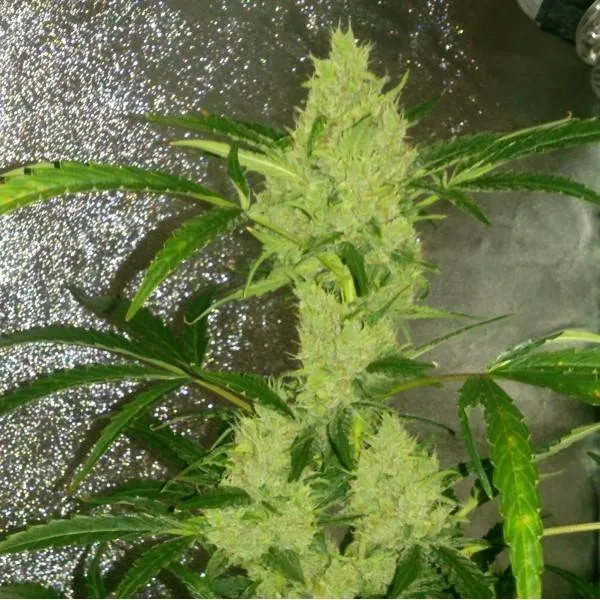 Купить семена конопли, каннабиса Toxic Poison Auto Fem (5+1 шт