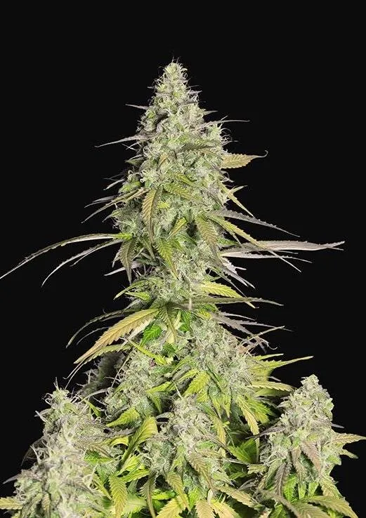 Girl Scout Cookies / Cookies Auto autofem (FsBd) (3 шт.) купить в