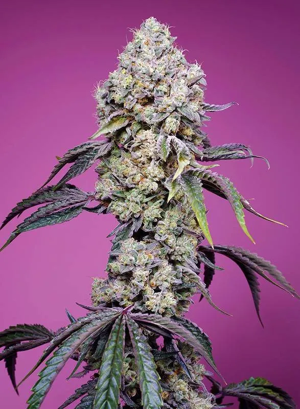 Sweet Mandarine Zkittlez F1 Fast Version fem (SwS) (5+2 шт