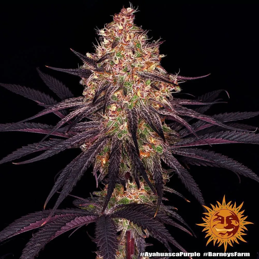 Купити насіння коноплі, канабісу Ayahuasca Purple fem (Brn) (3 шт