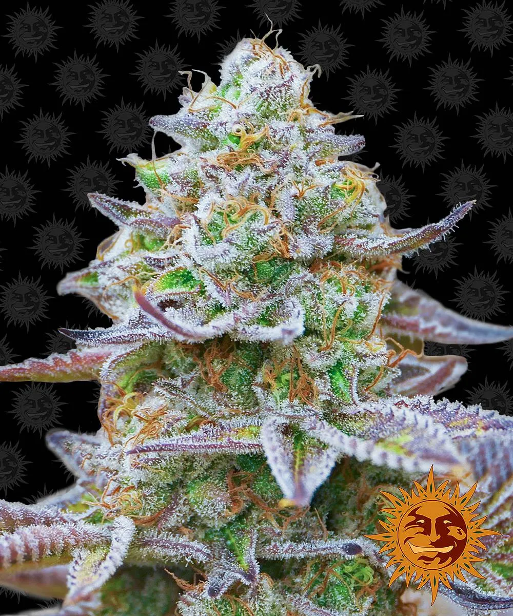 ゴルまま Купить семена конопли, каннабиса Gorilla Zkittlez fem (Brn) (3 шт