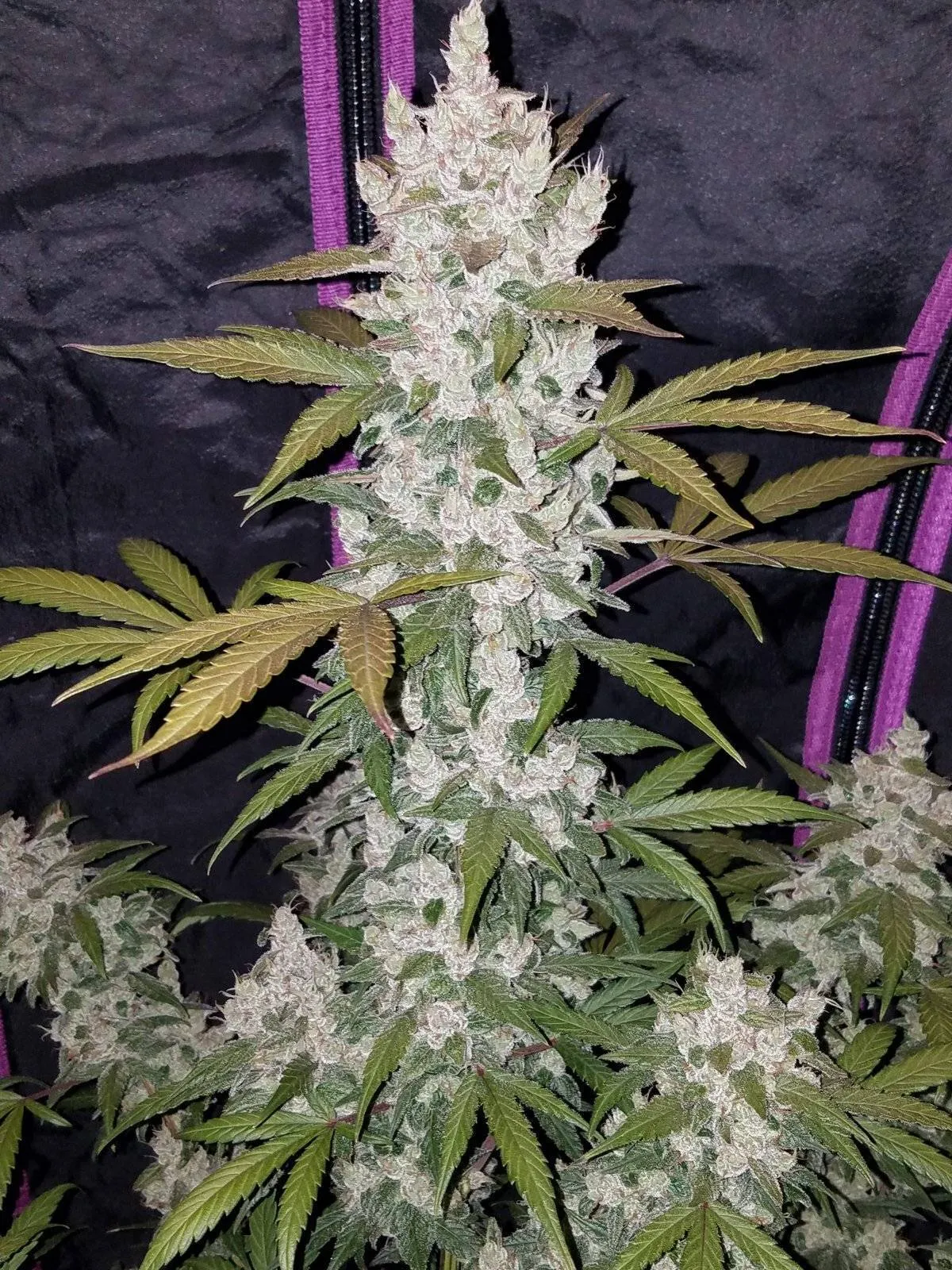 Girl Scout Cookies / Cookies Auto autofem (FsBd) (3 шт.) купить в