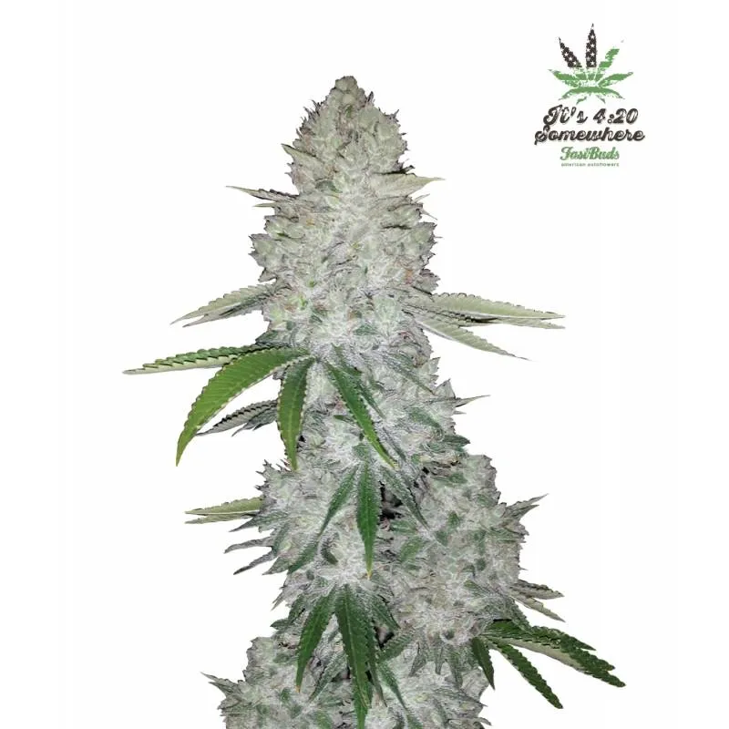 【CRDH×THXE 55%】GORILLA GLUE THUG 1ml CRDH×THXE 55%】GORILLA GLUE THUG 1ml