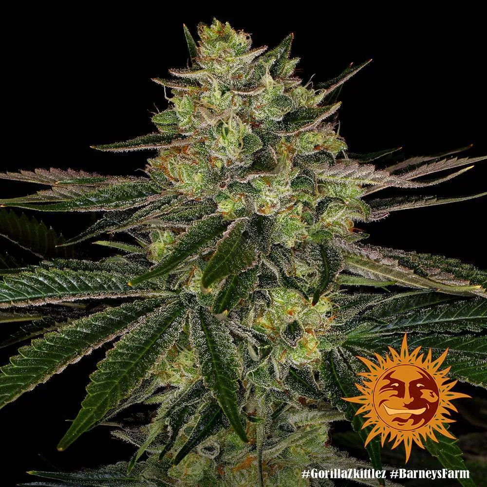 Купить семена конопли, каннабиса Gorilla Zkittlez fem (Brn) (3 шт