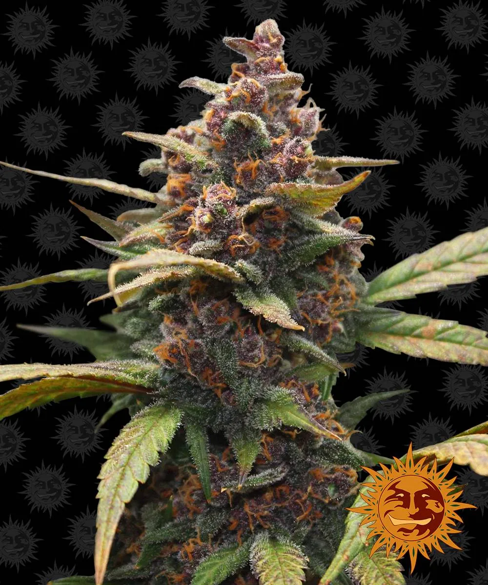 Купити насіння коноплі, канабісу Ayahuasca Purple fem (Brn) (3 шт
