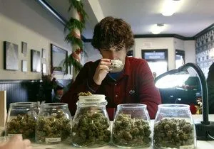 Поможет ли каннабидиол (КБД, CBD) сбросить вес и наладить метаболизм?