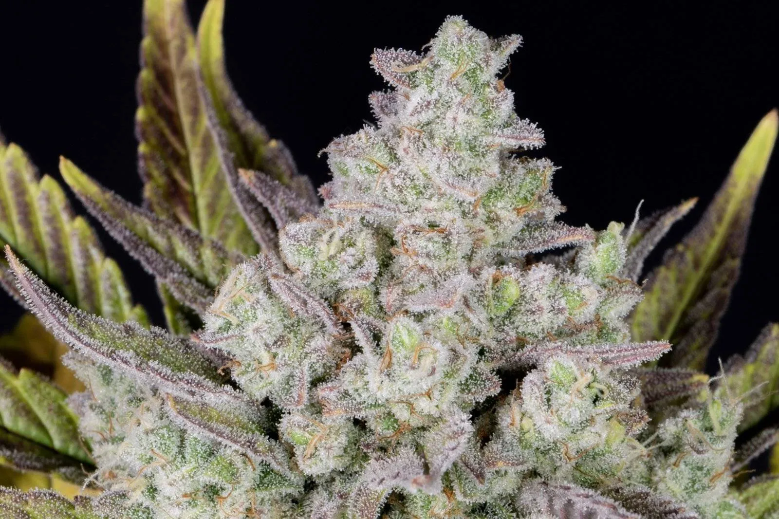 Gorilla Cookies Auto autofem (FsBd) (3 шт.) купить в Киеве, лучшая