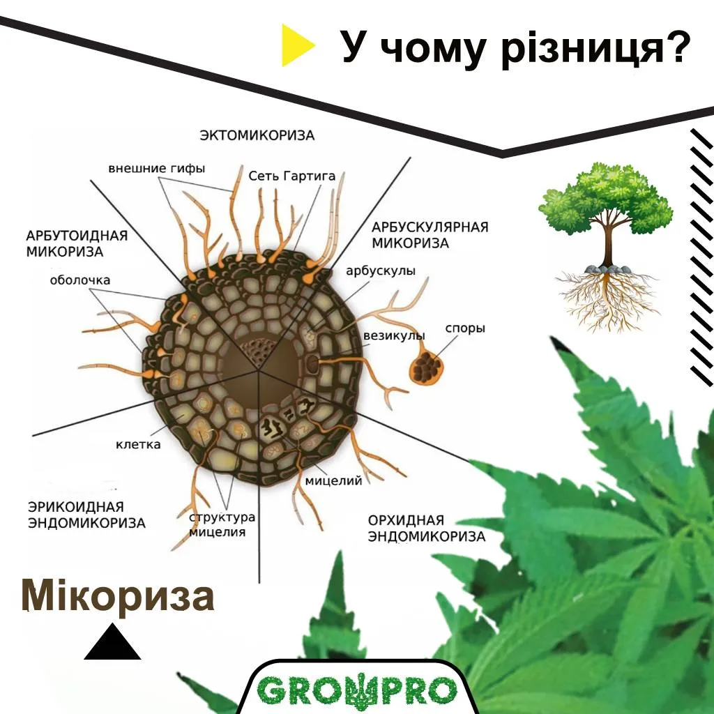 В чому різниця мікоризних препаратів?