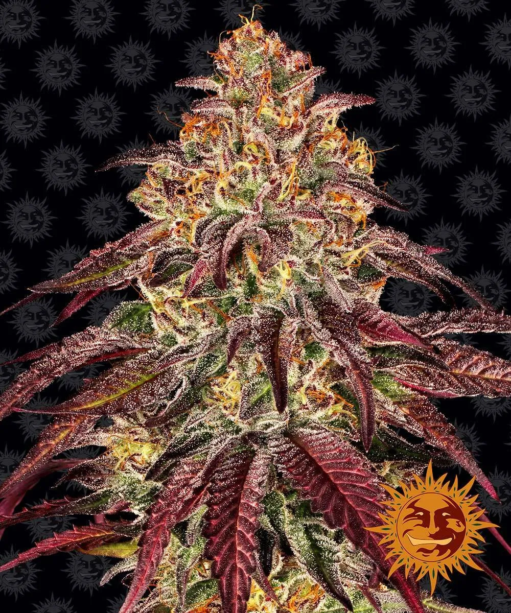 Купить семена конопли, каннабиса Mimosa x Orange Punch Auto