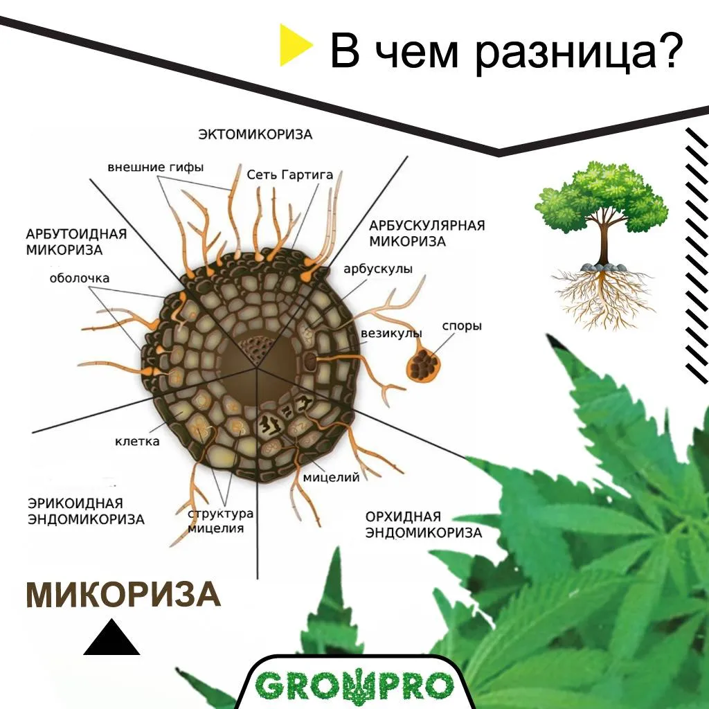 В чем разница микоризных препаратов?