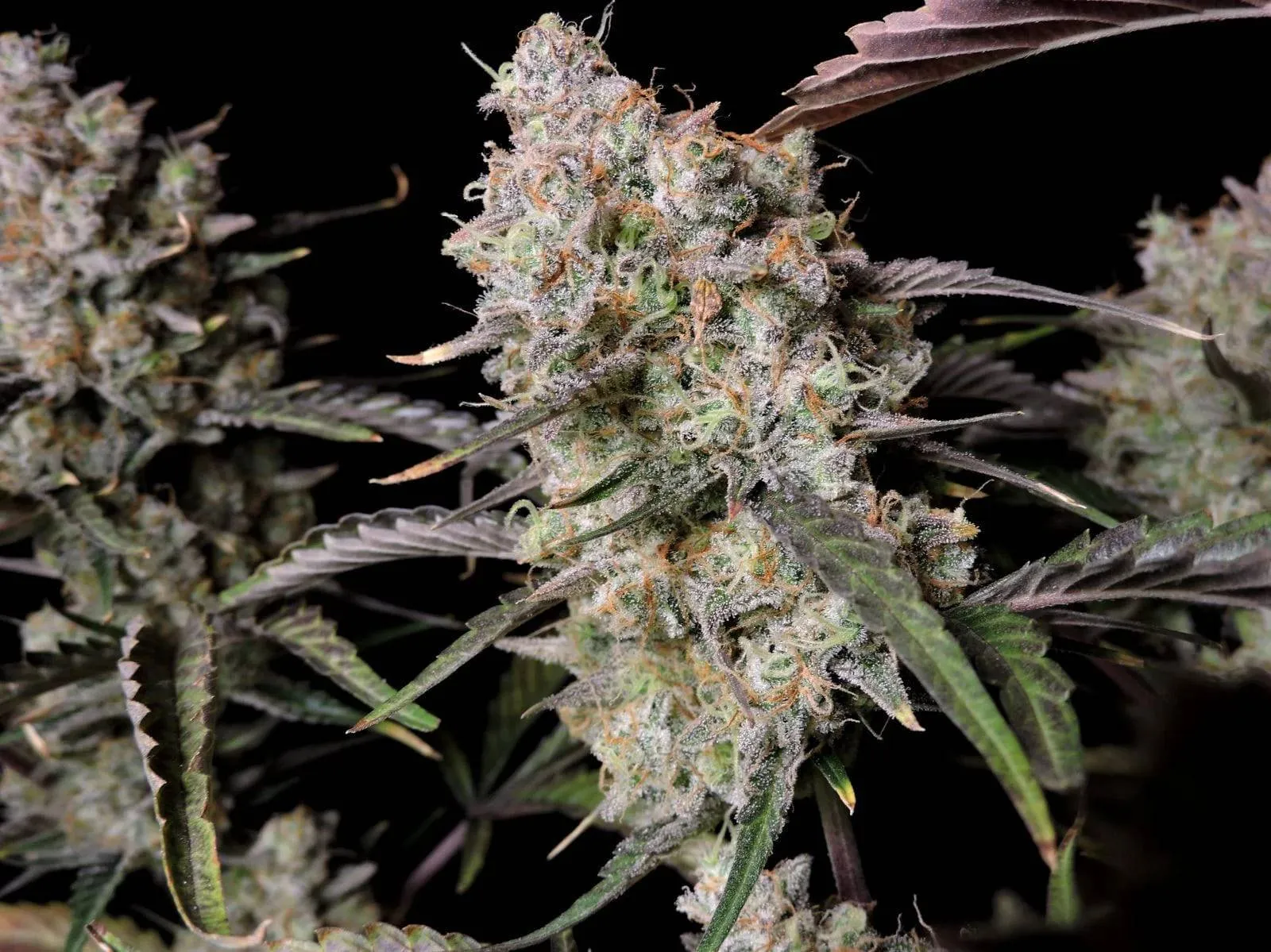 Gorilla Zkittlez Auto autofem (FsBd) (1 шт.) купить в Киеве
