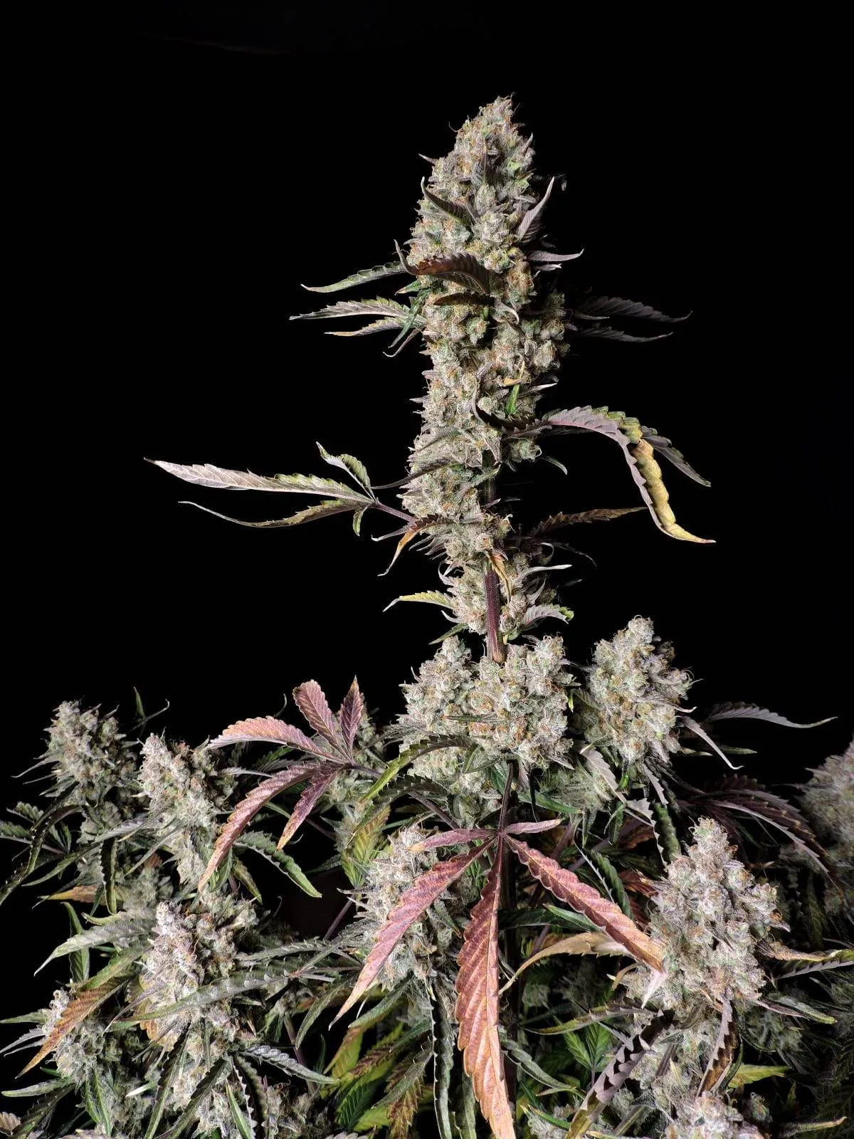 Gorilla Zkittlez Auto autofem (FsBd) (1 шт.) купить в Киеве