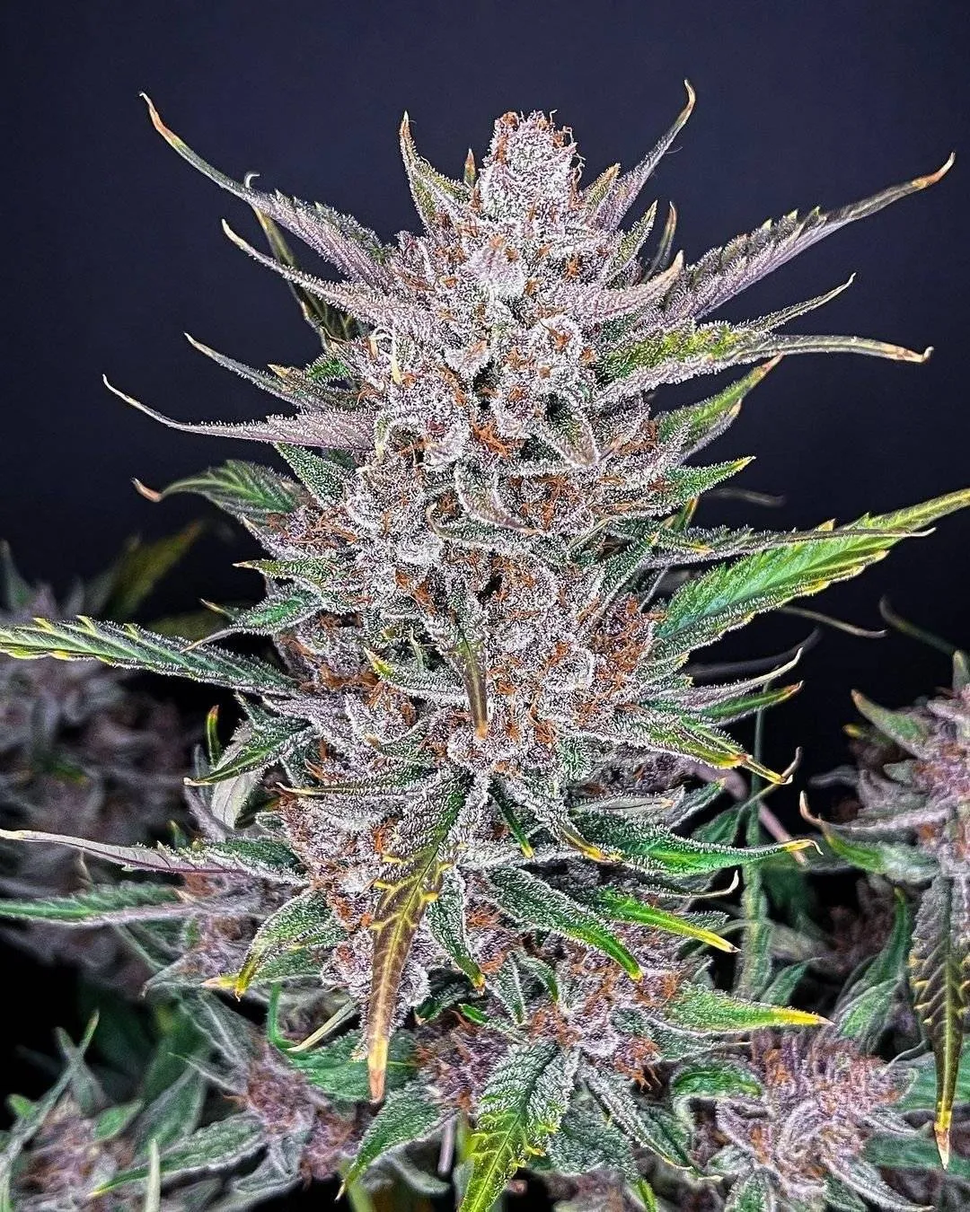Gorilla Punch Auto autofem (FsBd) (1 шт.) купить в Киеве, лучшая