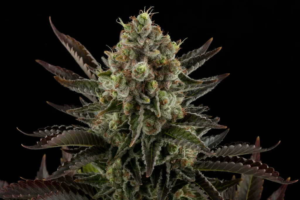 Dinafem_White_Widow-03-3039_gallery_full.jpg