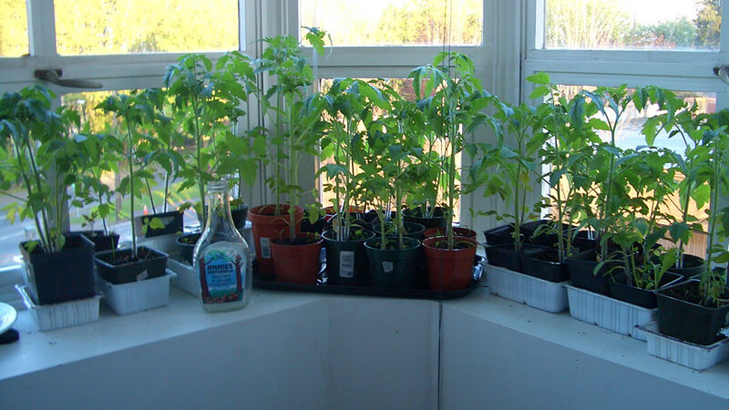 Выращивание растений в квартире