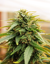 DeepForest feminized Super Auto special pack Ukraine